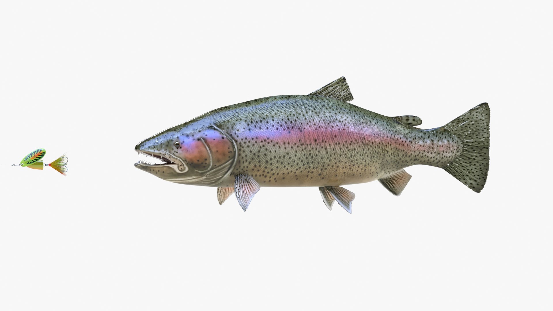 Rainbow trout model - TurboSquid 1523008