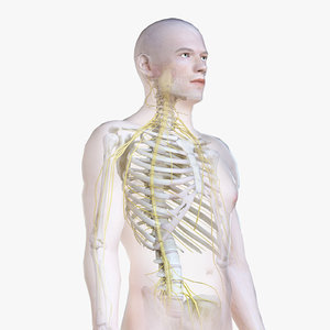 male body skeleton nervous 3D model