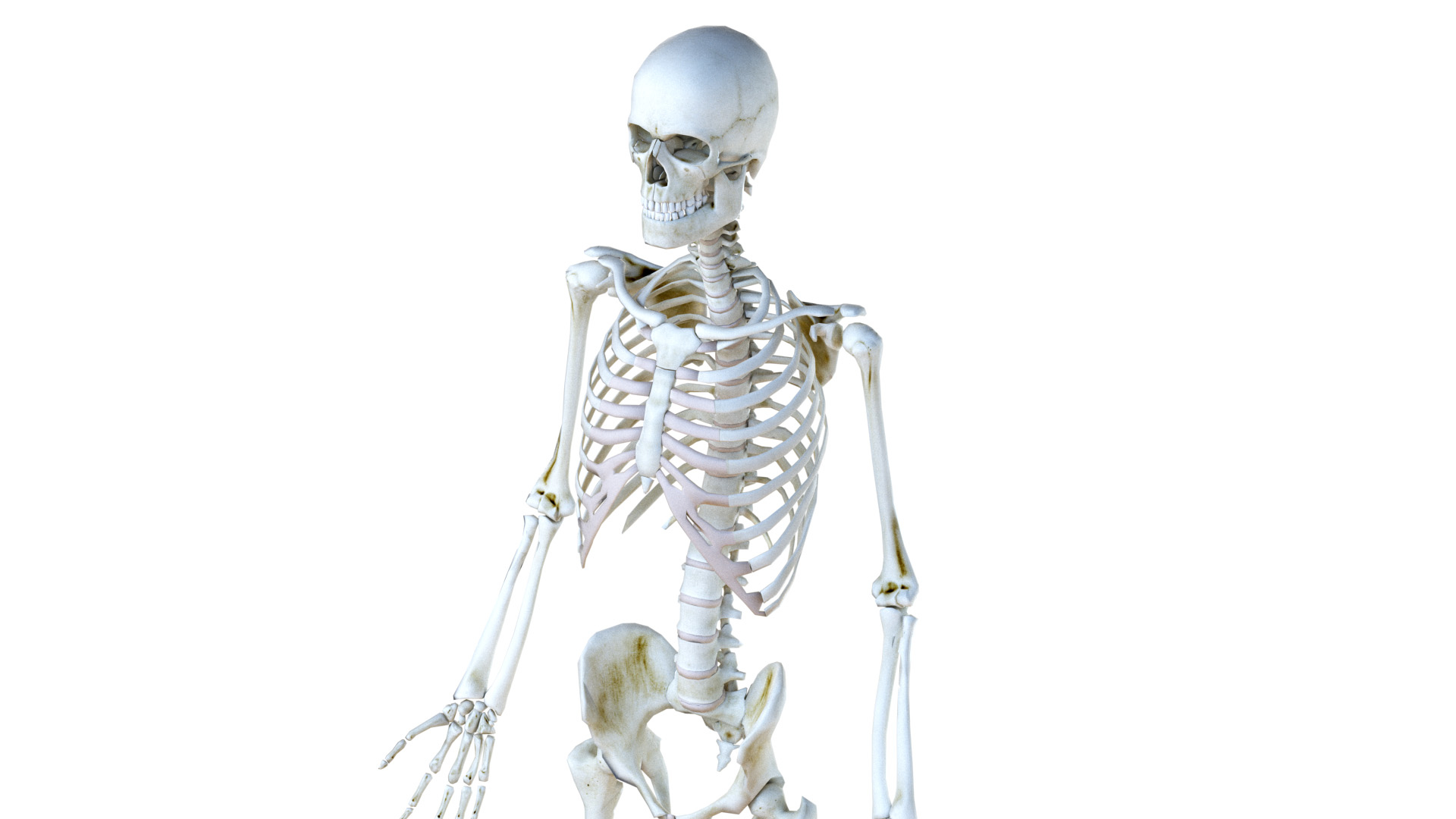 Male body skeleton nervous 3D model - TurboSquid 1523474