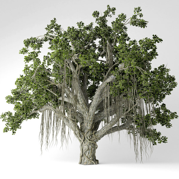 3D chinese banyan tree - TurboSquid 1523532