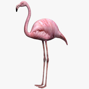 3d model flamingo