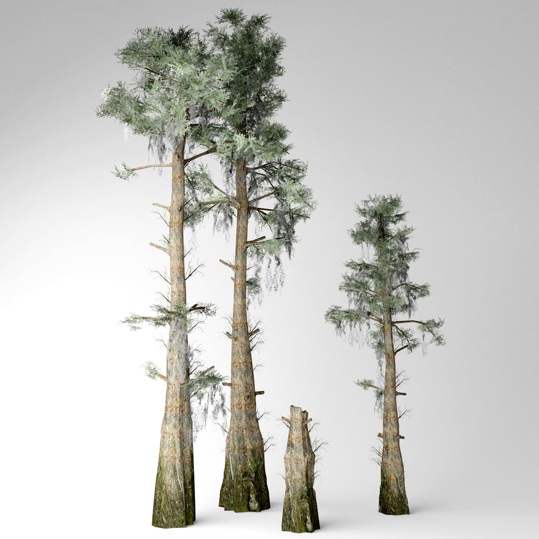 Bald cypress 3D 모델 TurboSquid 1523644