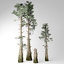 bald cypress tree 3D model