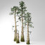 bald cypress tree 3D model