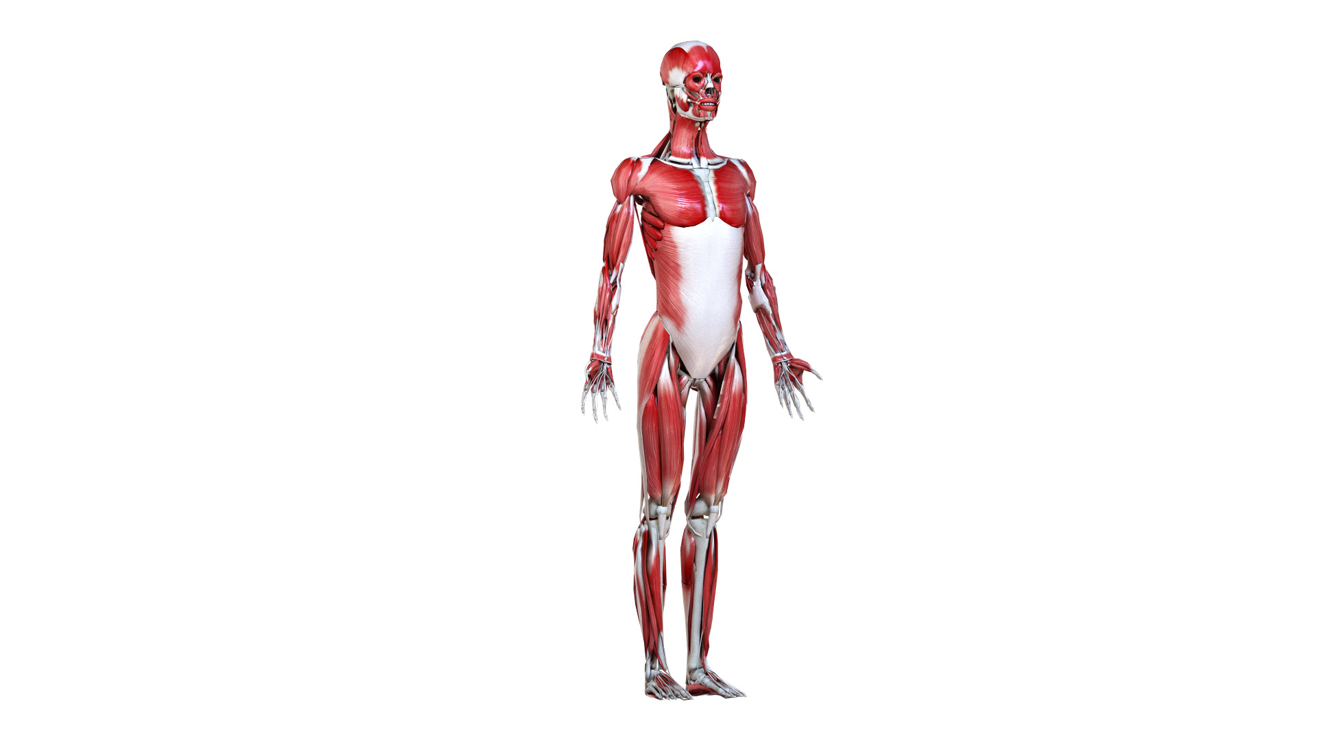 Female body skeleton muscles 3D model - TurboSquid 1524131