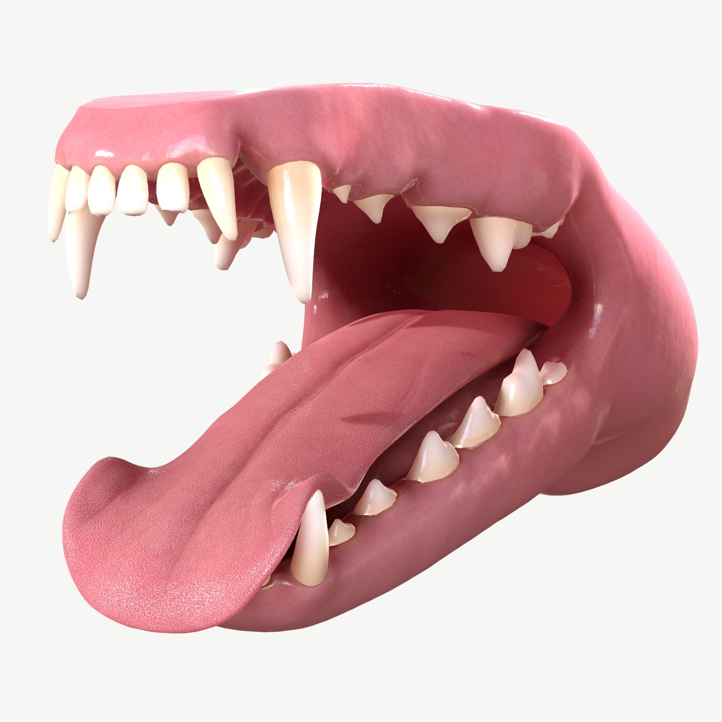 Dog mouth tooth model - TurboSquid 1523782