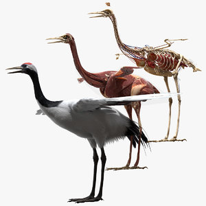 rigging crane anatomy 3D model