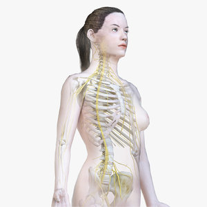 female body skeleton nervous model