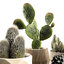 3D cactus nature
