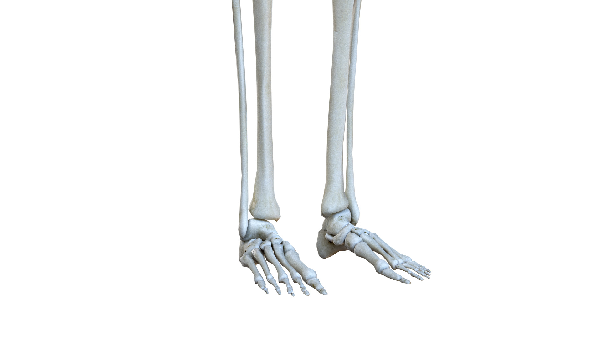 Female body skeleton organs 3D model - TurboSquid 1524741