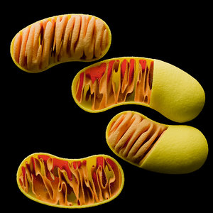 membrane mitochondria 3D