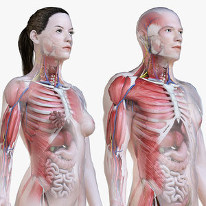 3D set male female anatomy