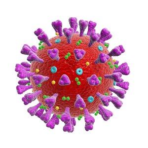 coronavirus corona virus 3D model
