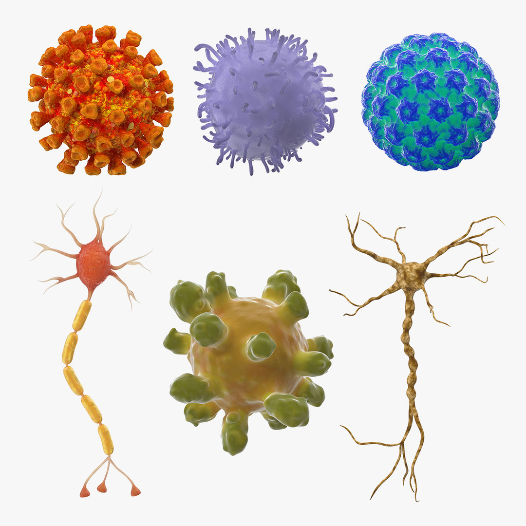 Microscopic anatomy 3 3D Biology Diagrams