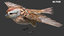 3D model bird anatomy crow