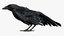 3D model bird anatomy crow