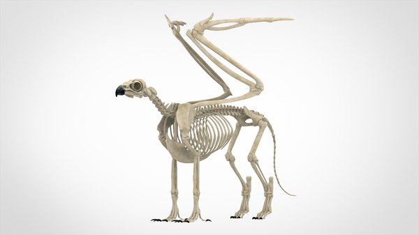 Griffin Skeleton 3d Model Turbosquid 1525626