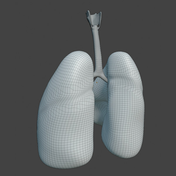 3D human lungs - TurboSquid 1526122