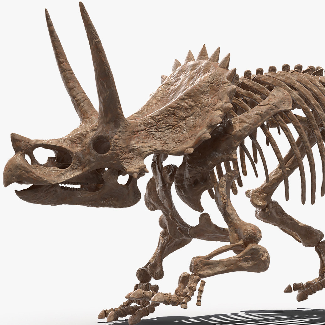 tyrannosaurus triceratops fossil