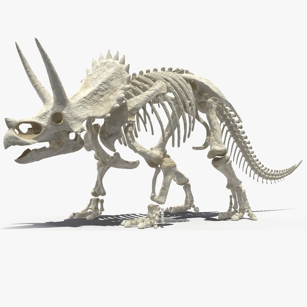 Triceratops horridus skeleton rigged model - TurboSquid 1526215