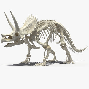 triceratops horridus skeleton rigged model