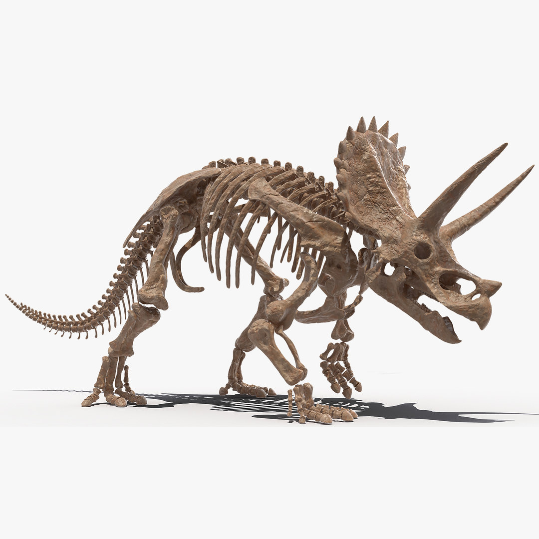 triceratops dinosaur bones