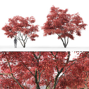 2 trees acer ginnala 3D