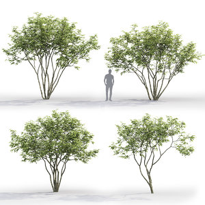 3D trees model