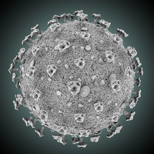 corona virus covid-19 res 3D model