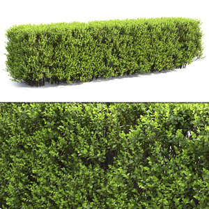 3D model hedge bush