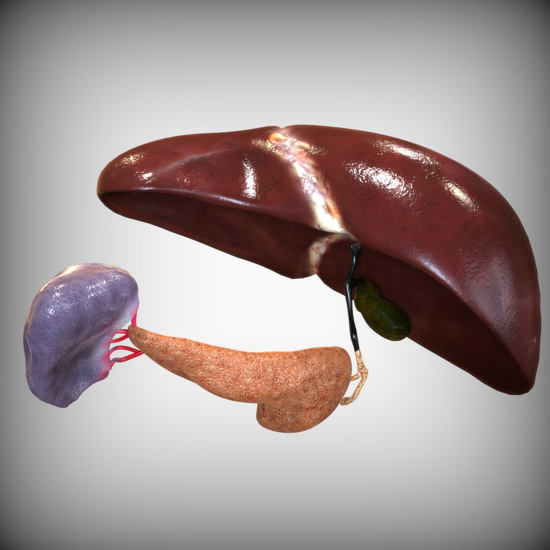 3D human hepatic - TurboSquid 1527115