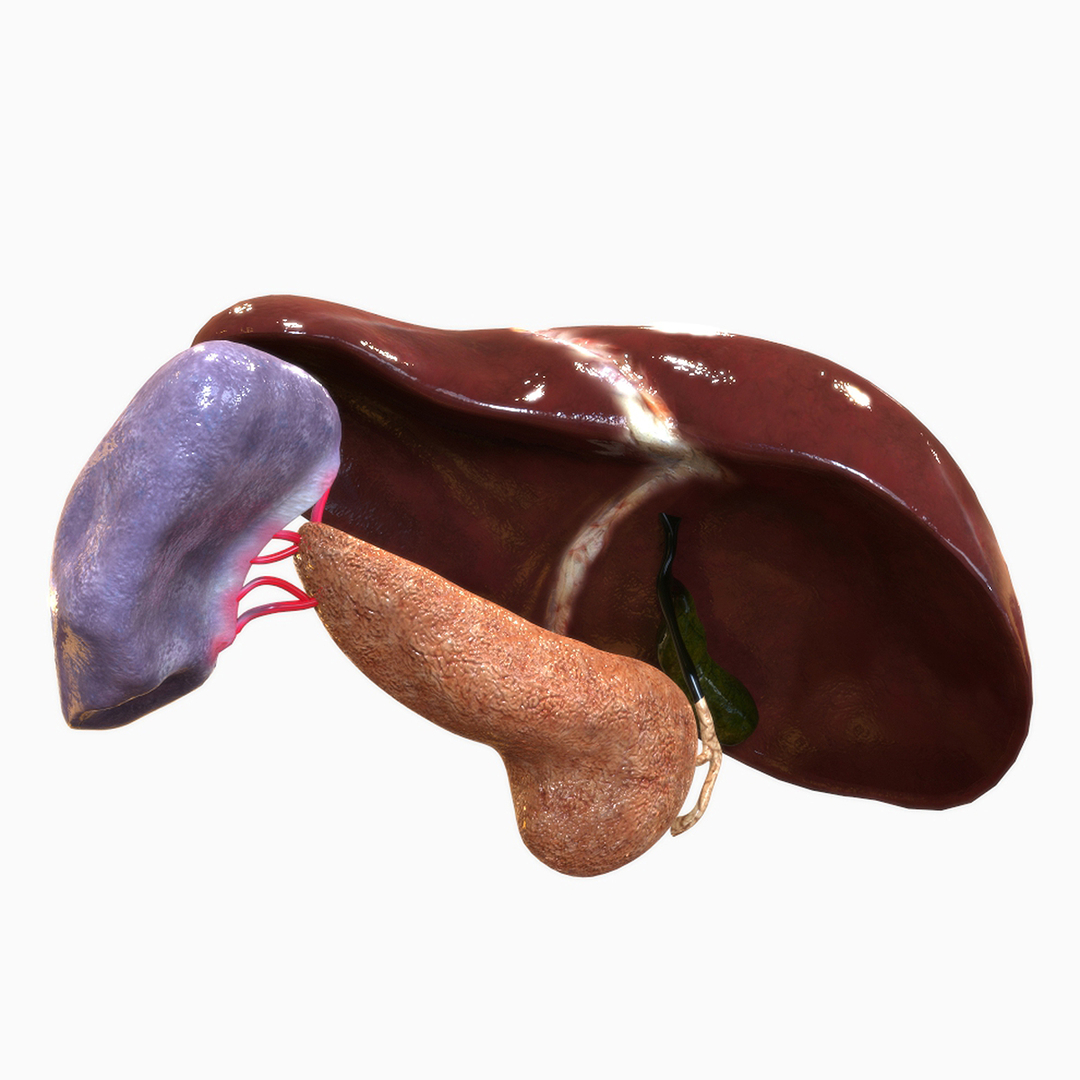 3D human hepatic - TurboSquid 1527115