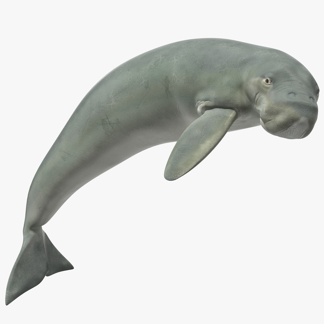 3d Model Dugong Rigged - Turbosquid 1527941