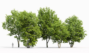 3D trees maple-tree 1 model