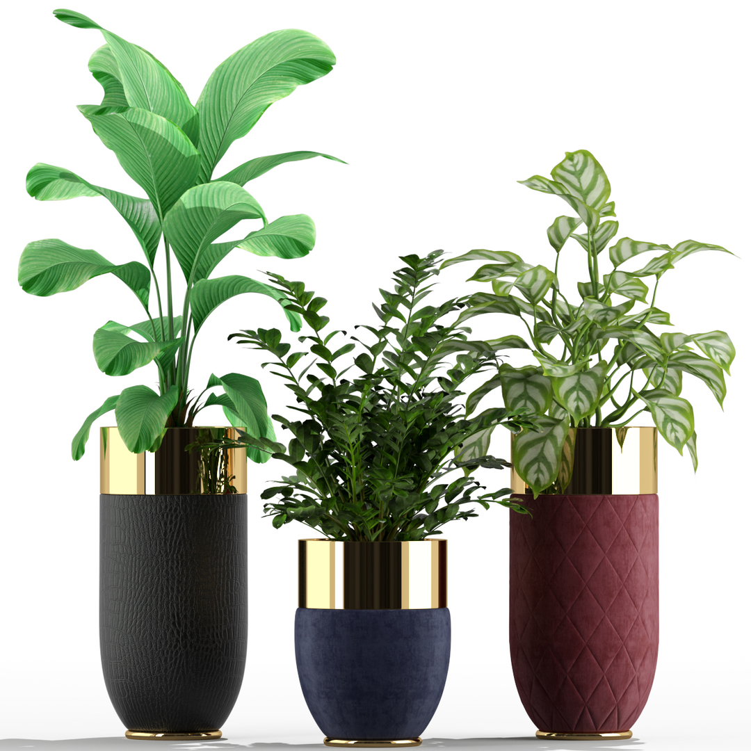 Растение houseplants d8 h35