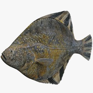 3ds max flatfish fish