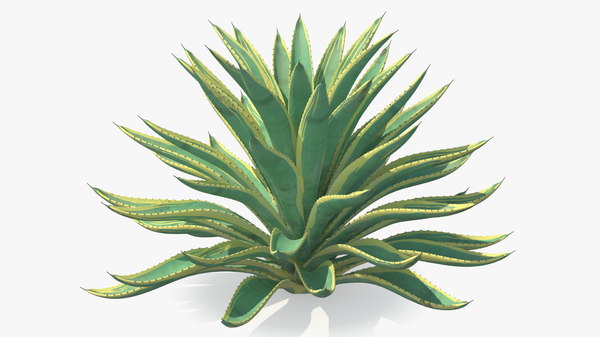 Americana agave Agaves for