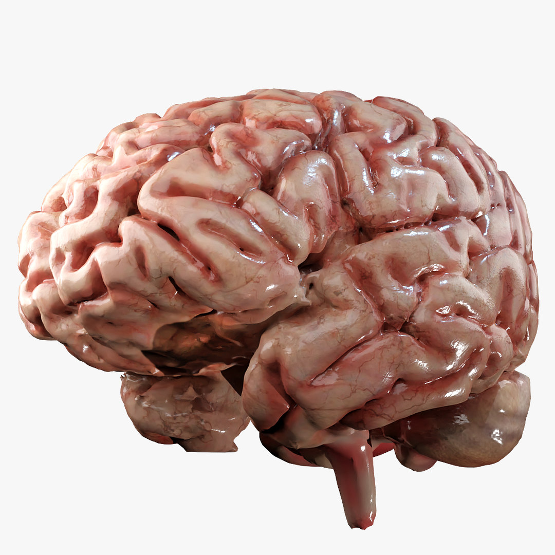 3D model human brain TurboSquid 1528281