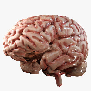 3D model human brain