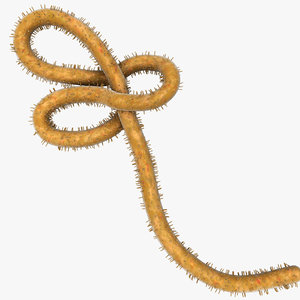 ebola virus 3D model