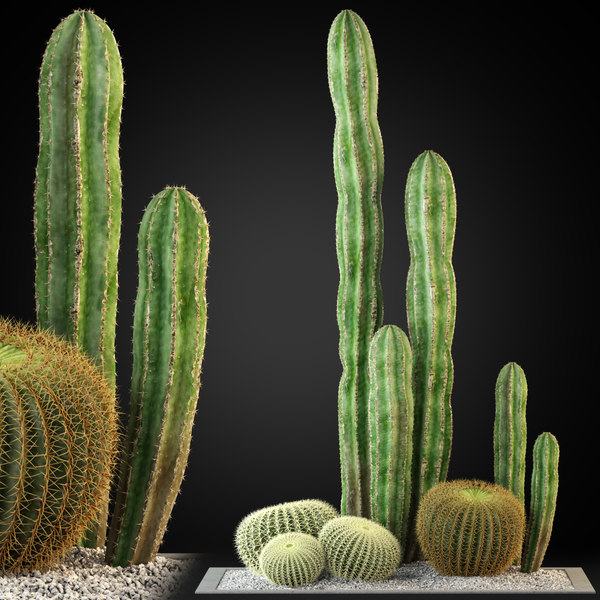 This Test Will Present You Wheter You're An Skilled In Cacti Types With Out Knowing It. Here Is How It Works