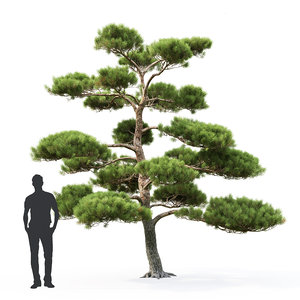 bonsai tree pinus 3D