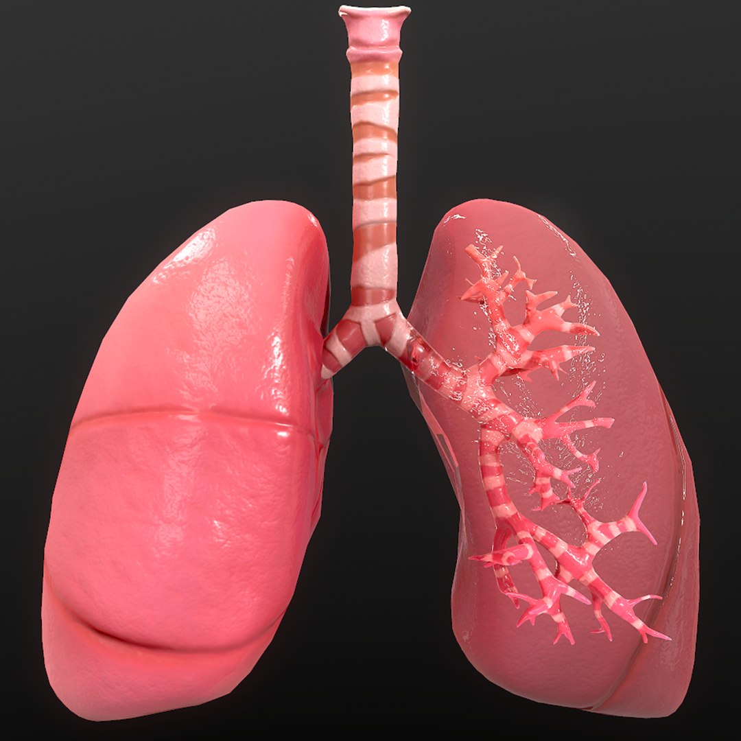 Anatomy Organ Lungs 3D Model TurboSquid 1528728 Anatomy Organ Lungs 3D Model TurboSquid 1528728