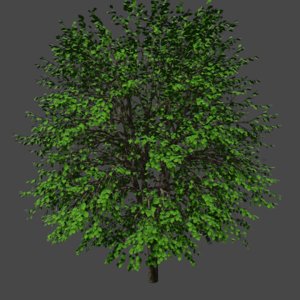 tree pbr model