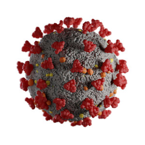 3D corona virus coronavirus covid-19 model