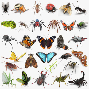 insects big 4 collections 3D model