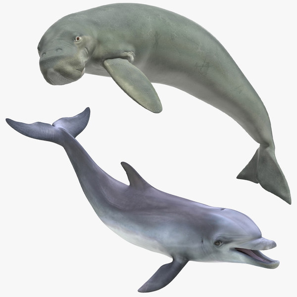 Modele 3d De Marine Mammals Rigged Collection For Maya Turbosquid Modele 3d De Marine Mammals Rigged Collection For Maya Turbosquid