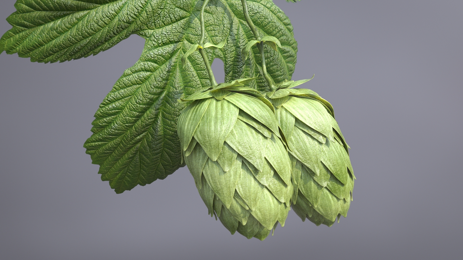 3d model hops real bract