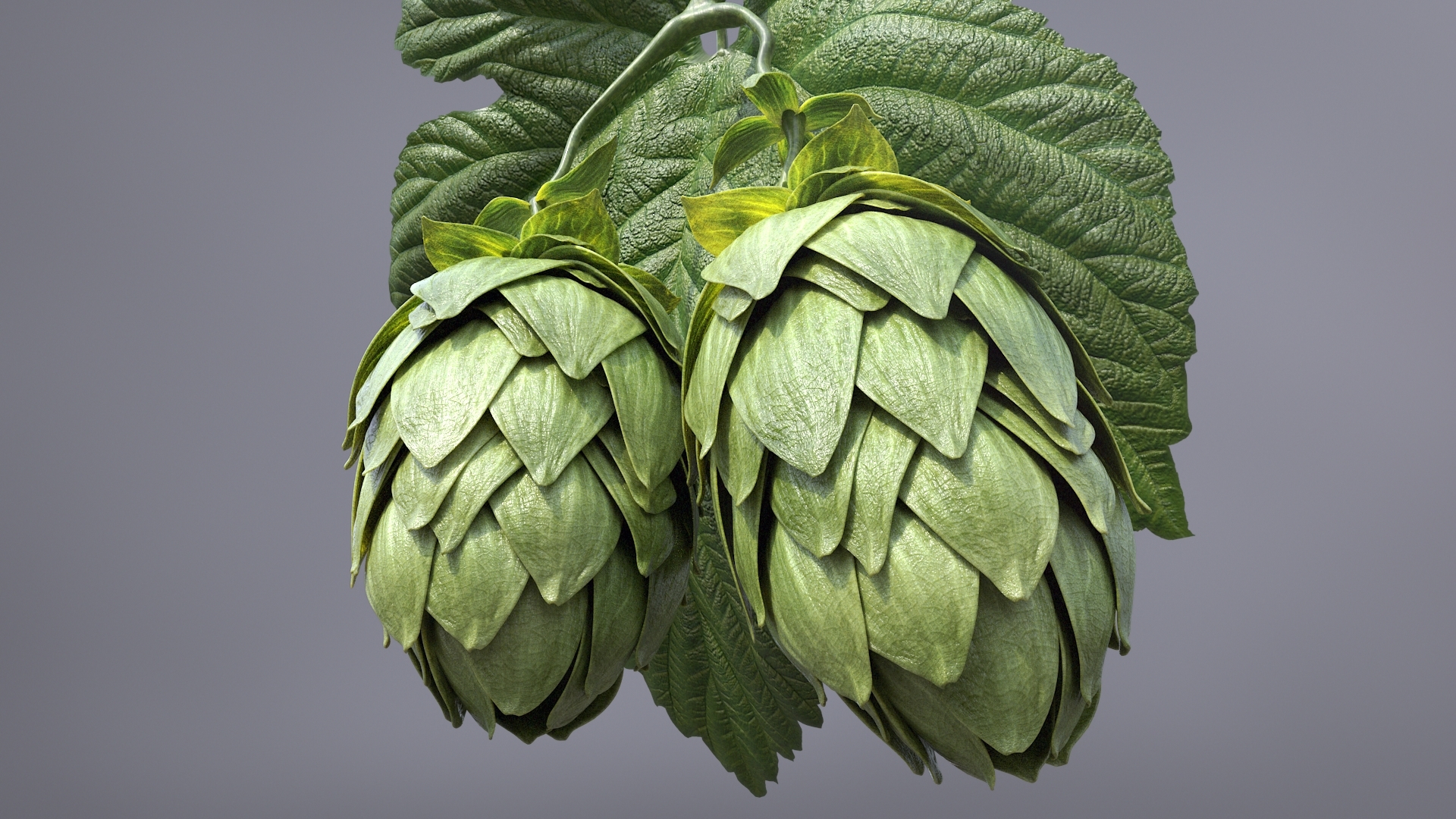 3d model hops real bract