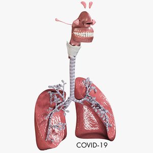 respiratory alveoli coronavirus organized 3D